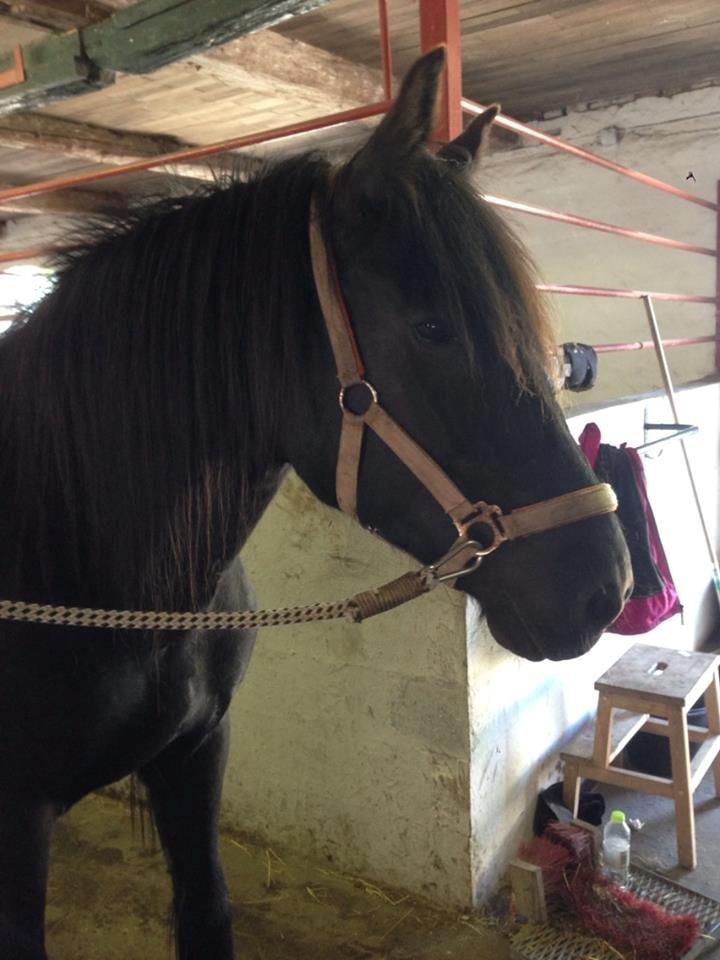 Anden særlig race Agathe billede 6