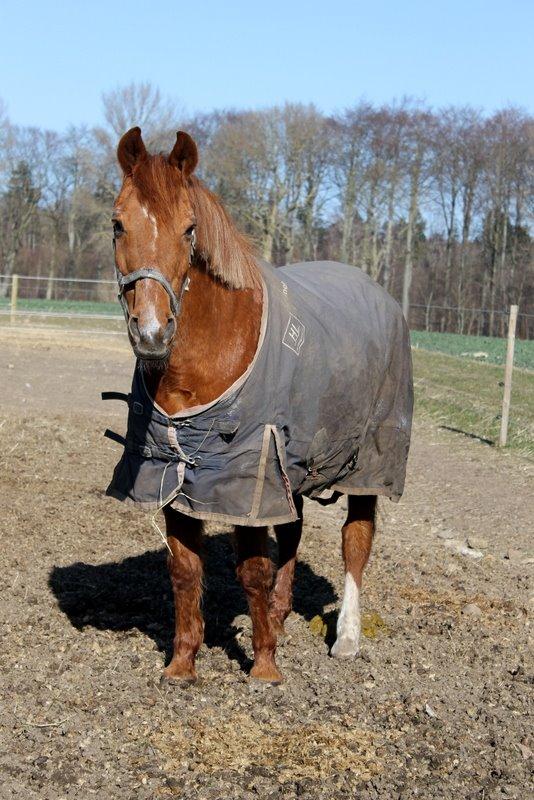 Anden særlig race Axel billede 15