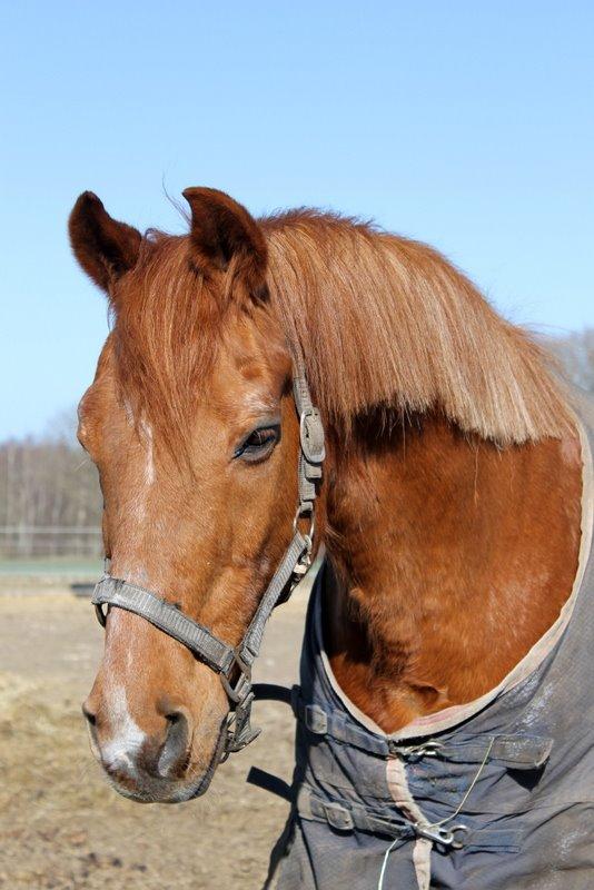 Anden særlig race Axel billede 3