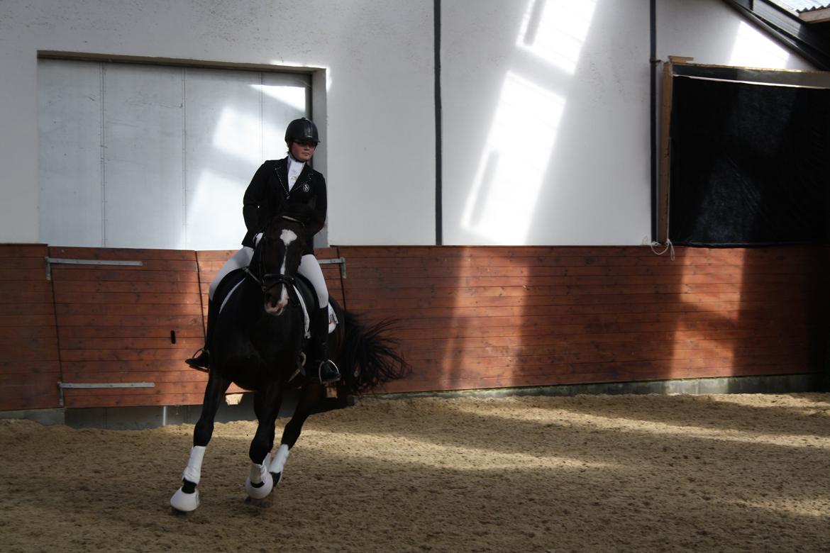 Oldenborg "Korsløkkens" Markus - Middelfart Ridecenter billede 19