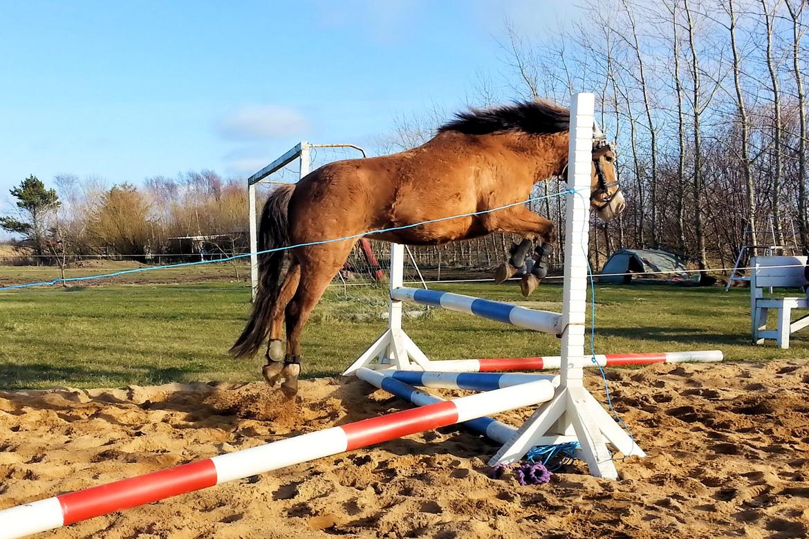 Anden særlig race *NALA* - Første gang løsspringning. Marts 2015 billede 2