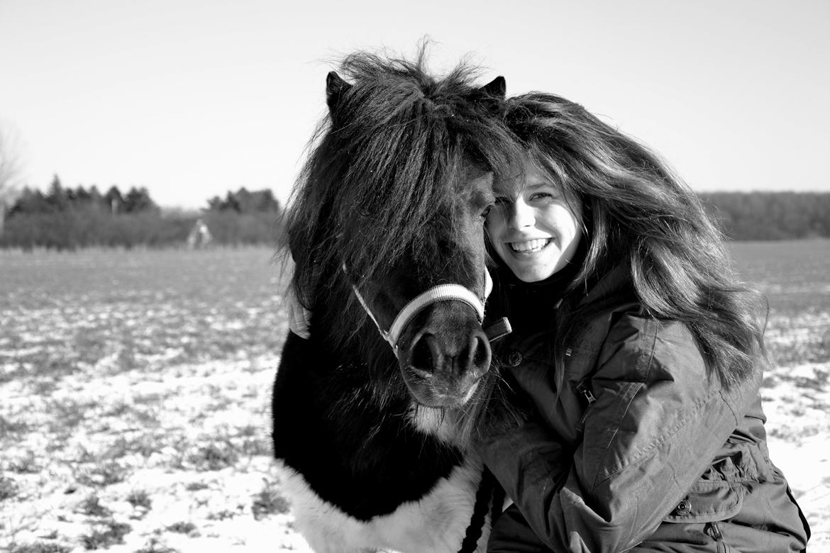 Shetlænder Stjernens Iza billede 1