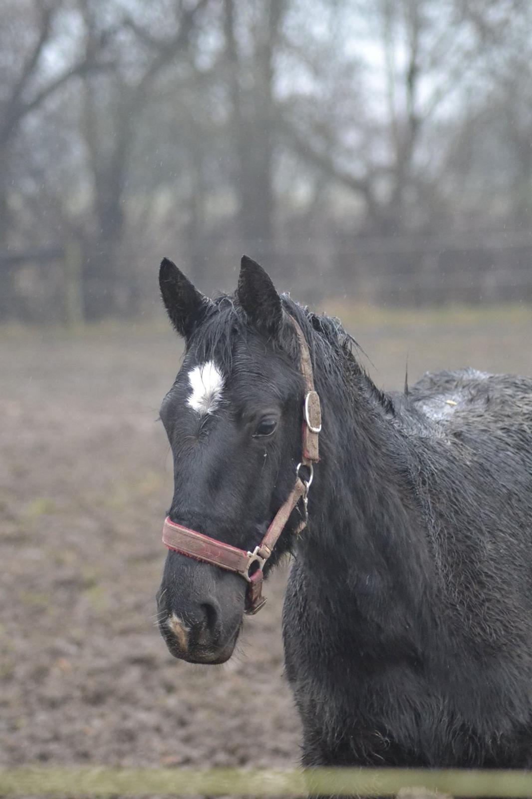 Oldenborg Jazzi billede 2