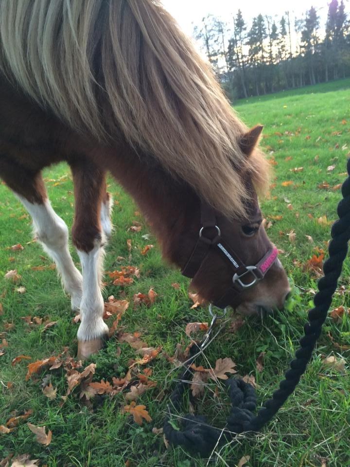 Anden særlig race Bell  (Solgt) billede 14