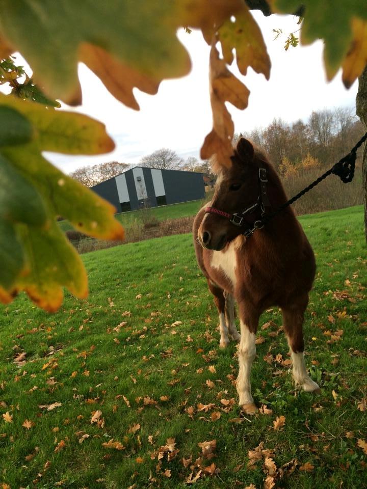 Anden særlig race Bell  (Solgt) billede 15