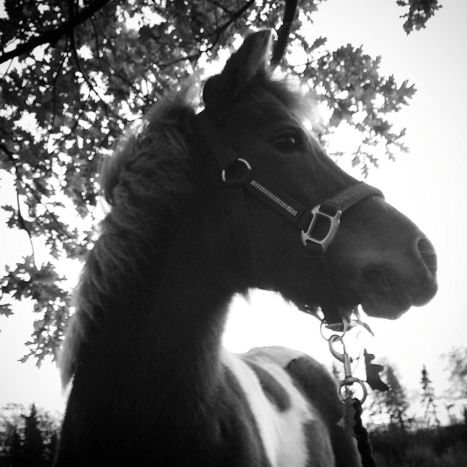 Anden særlig race Bell  (Solgt) billede 16