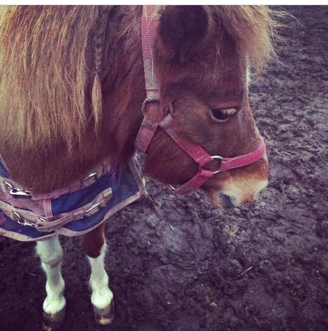 Anden særlig race Bell  (Solgt) billede 17