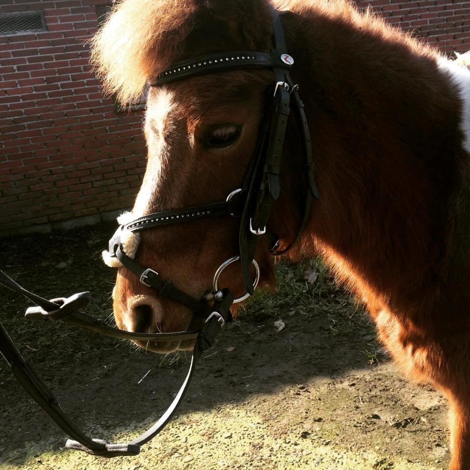 Anden særlig race Bell  (Solgt) billede 19