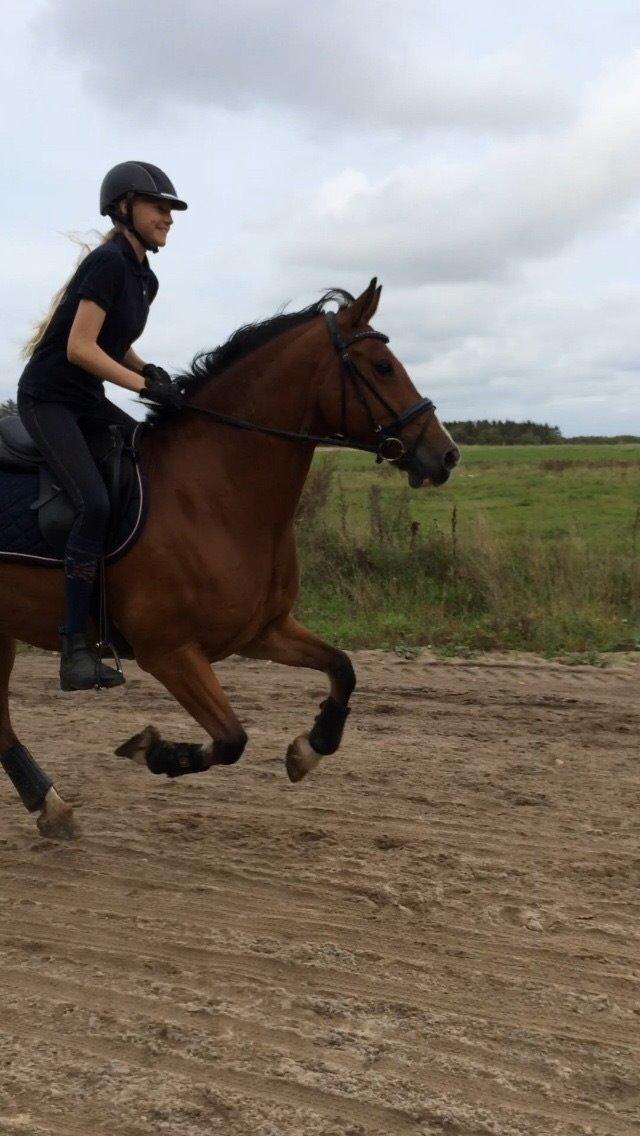 Welsh Cob (sec D) Tireve Bossman  billede 3