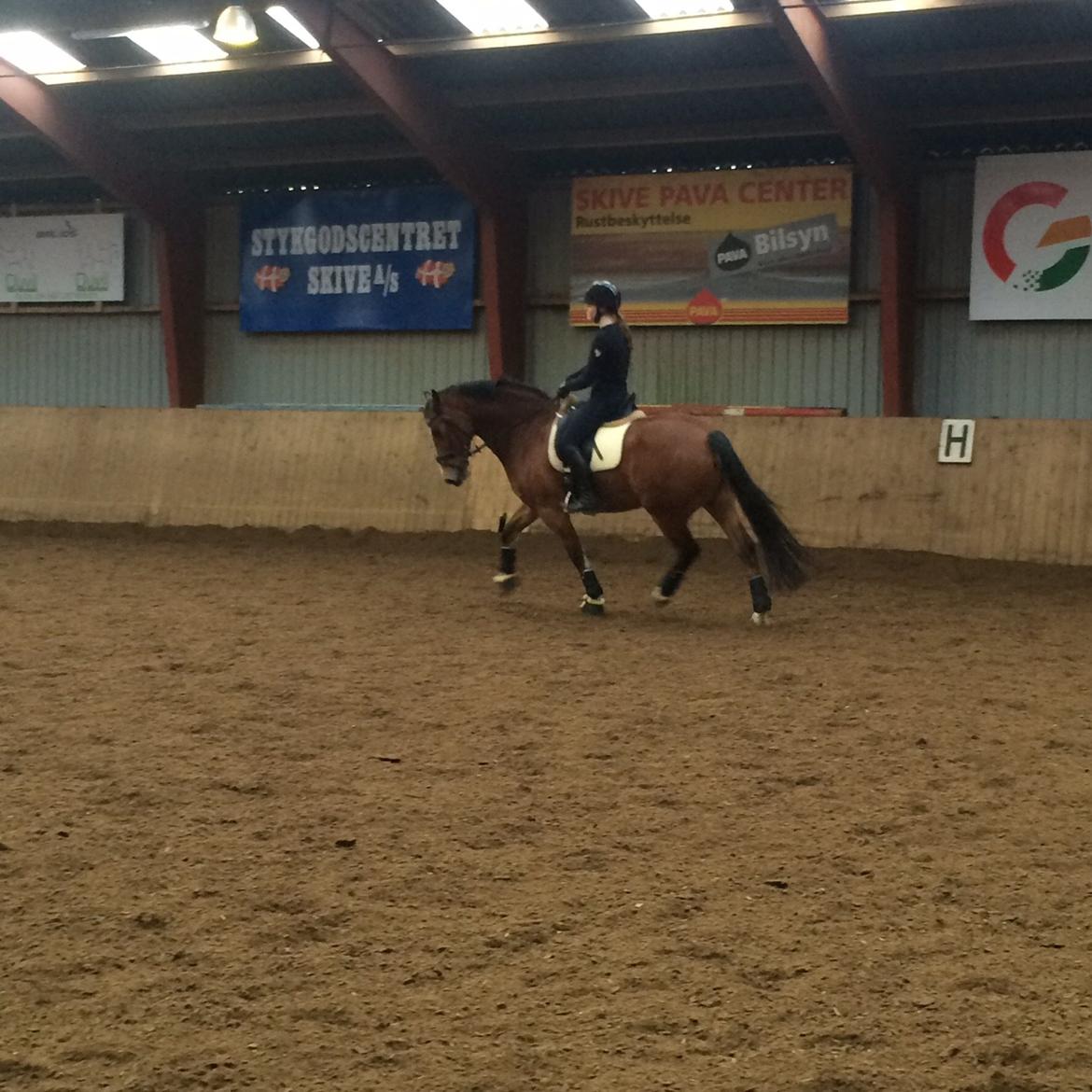 Welsh Cob (sec D) Tireve Bossman  billede 5