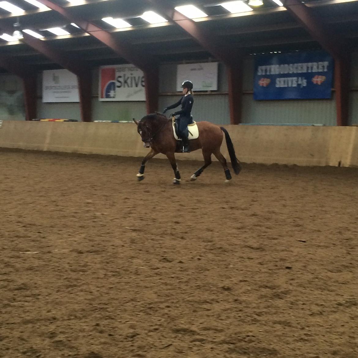 Welsh Cob (sec D) Tireve Bossman  billede 8