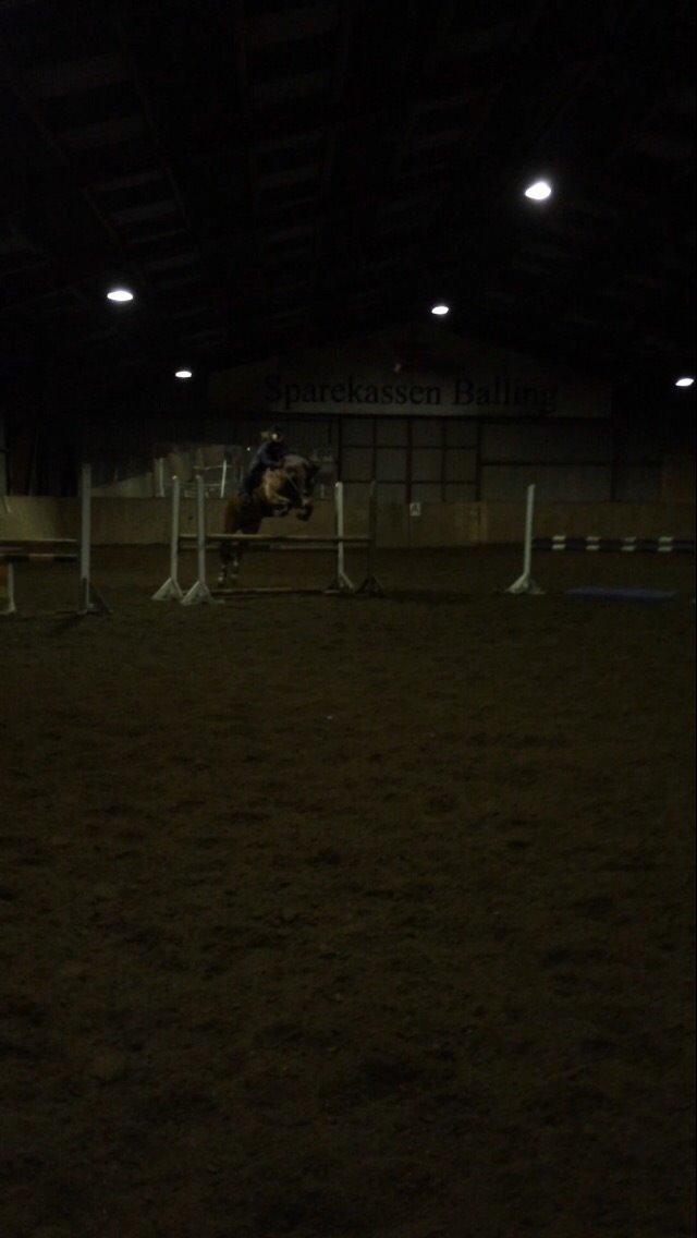 Welsh Cob (sec D) Tireve Bossman  billede 15