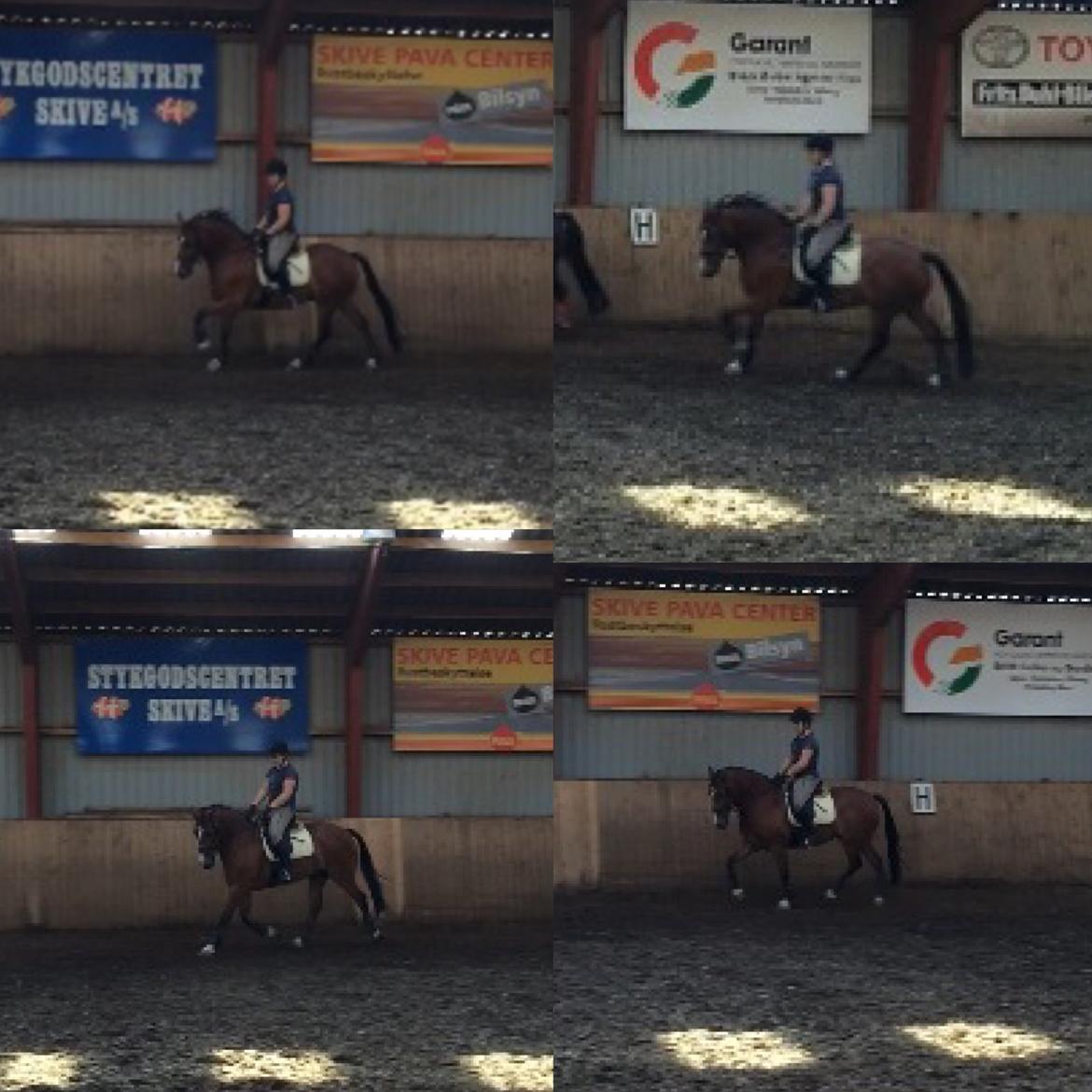 Welsh Cob (sec D) Tireve Bossman  billede 13