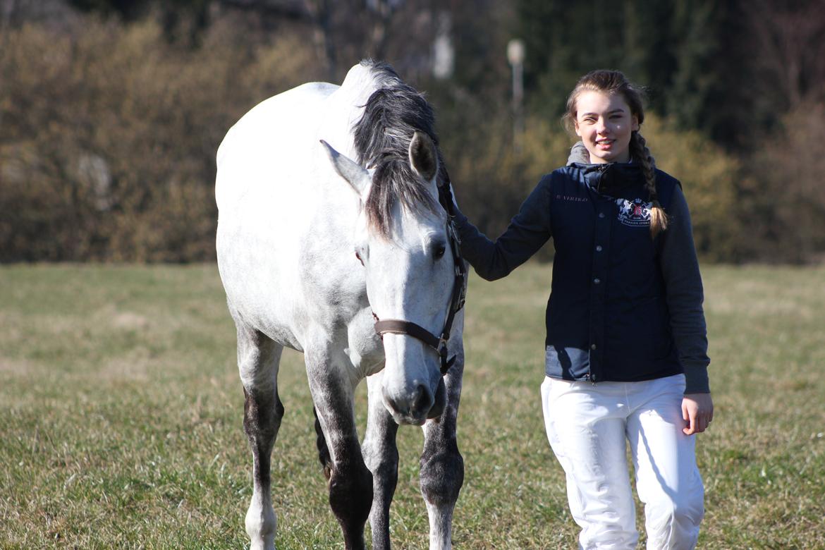 Dansk Varmblod Schubang Agerled - Gå tur inden stævne d.08/03-15 Han ser jo helt lille ud :p <3 billede 20