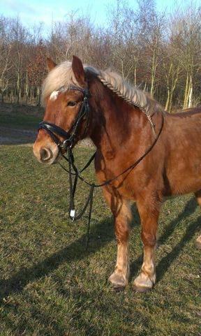 Haflinger Højemindes Stjerne billede 11