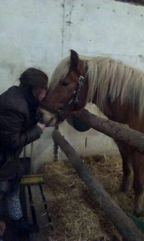 Haflinger Højemindes Stjerne billede 12