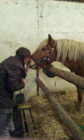 Haflinger Højemindes Stjerne billede 13