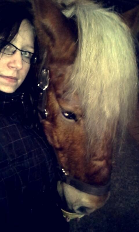 Haflinger Højemindes Stjerne billede 14