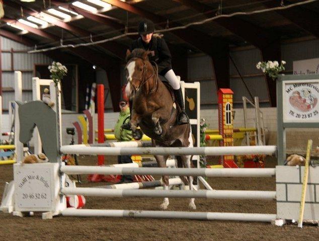 Hollandsk Sportspony Ainoa Van Uniken billede 21