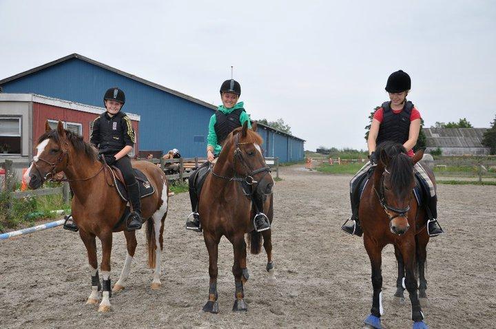 Hollandsk Sportspony Ainoa Van Uniken billede 9