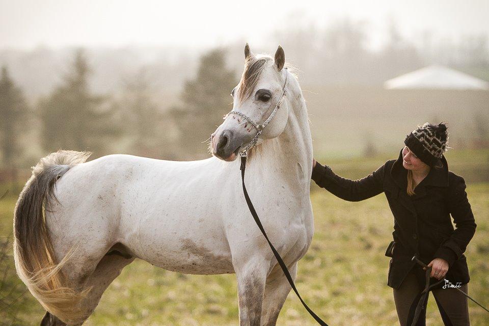 Arabisk fuldblod (OX) TIL MINDE om Gaudeamus - Fotograf: Simone Buchholtz Nedergaard. D. 14/3-2015 billede 6