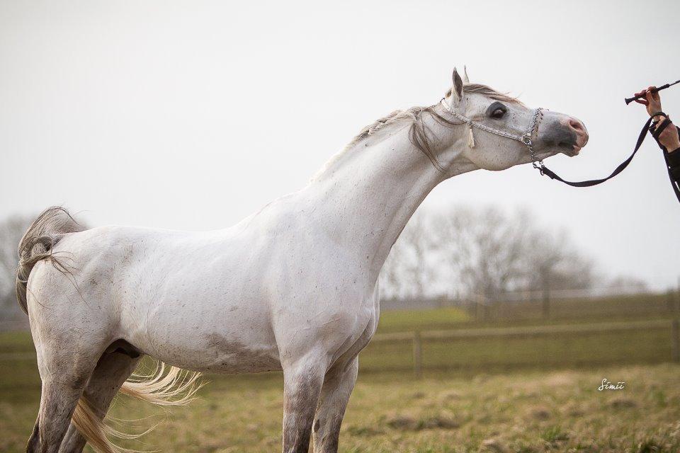 Arabisk fuldblod (OX) TIL MINDE om Gaudeamus - Fotograf: Simone Buchholtz Nedergaard. D. 14/3-2015 billede 47