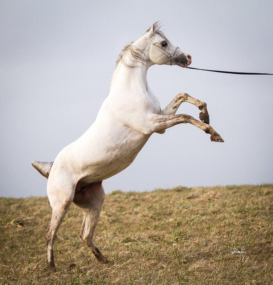 Arabisk fuldblod (OX) TIL MINDE om Gaudeamus - Fotograf: Simone Buchholtz Nedergaard. D. 14/3-2015 billede 3