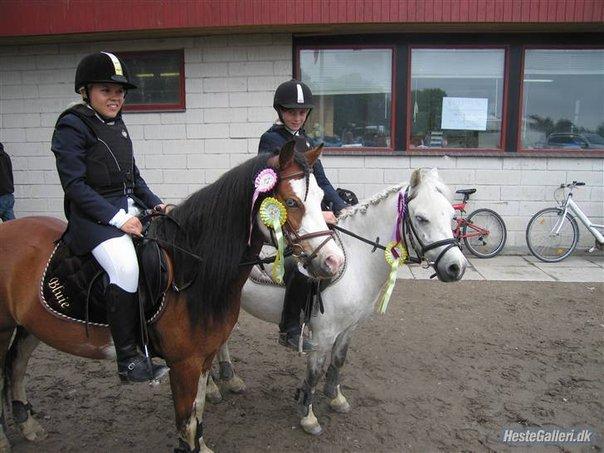 Welsh Mountain (sec A) Meadow's Whipster - Den gamle ejer til stævne billede 17