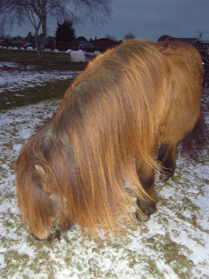 Islænder Freyja bjørnholm billede 4