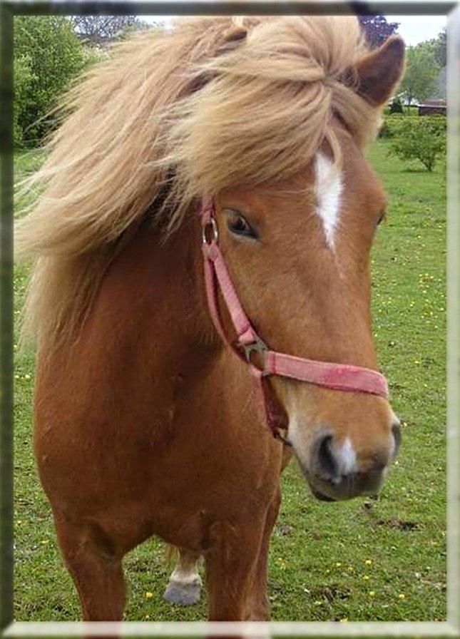 Islænder Nift billede 1