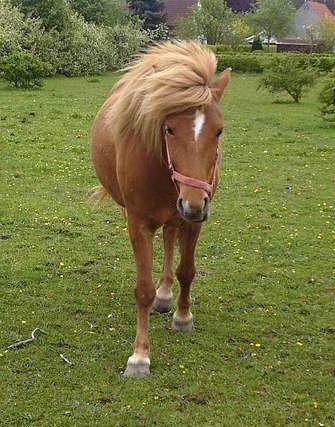 Islænder Nift billede 2