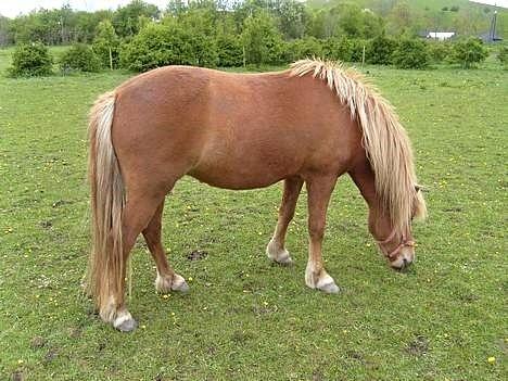 Islænder Nift billede 3