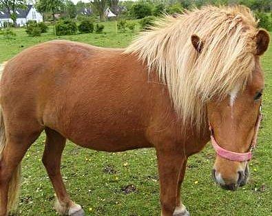 Islænder Nift billede 5