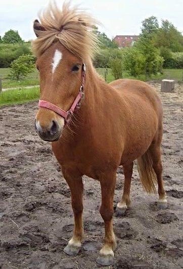 Islænder Nift billede 6