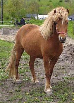 Islænder Nift billede 7