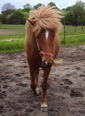 Islænder Nift billede 8