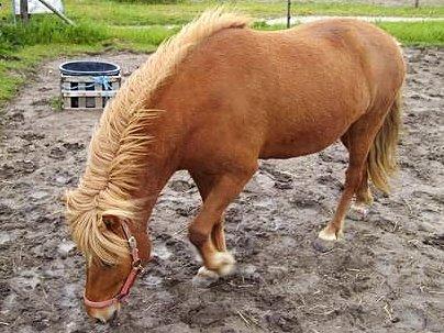 Islænder Nift billede 9