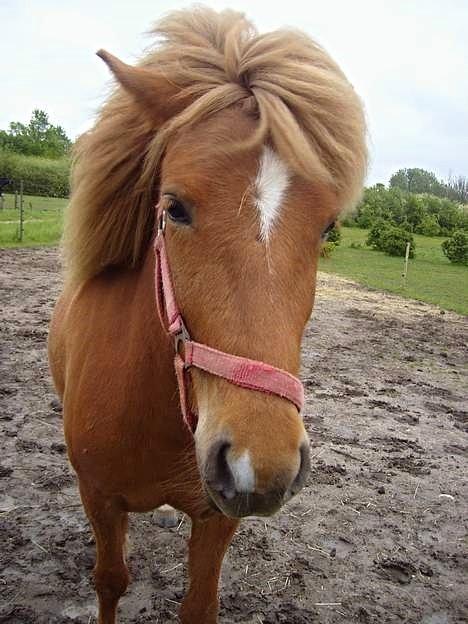 Islænder Nift billede 10