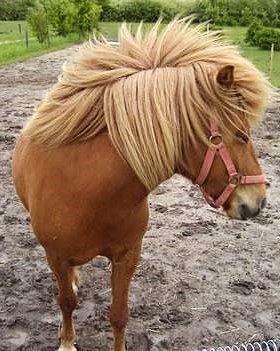 Islænder Nift billede 11