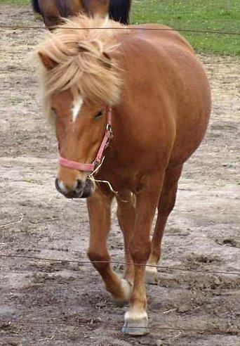 Islænder Nift billede 13