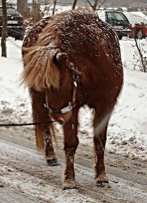 Islænder Nift billede 14