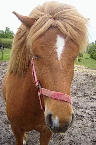 Islænder Nift billede 20