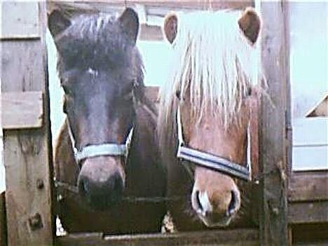 Islænder Nift billede 19