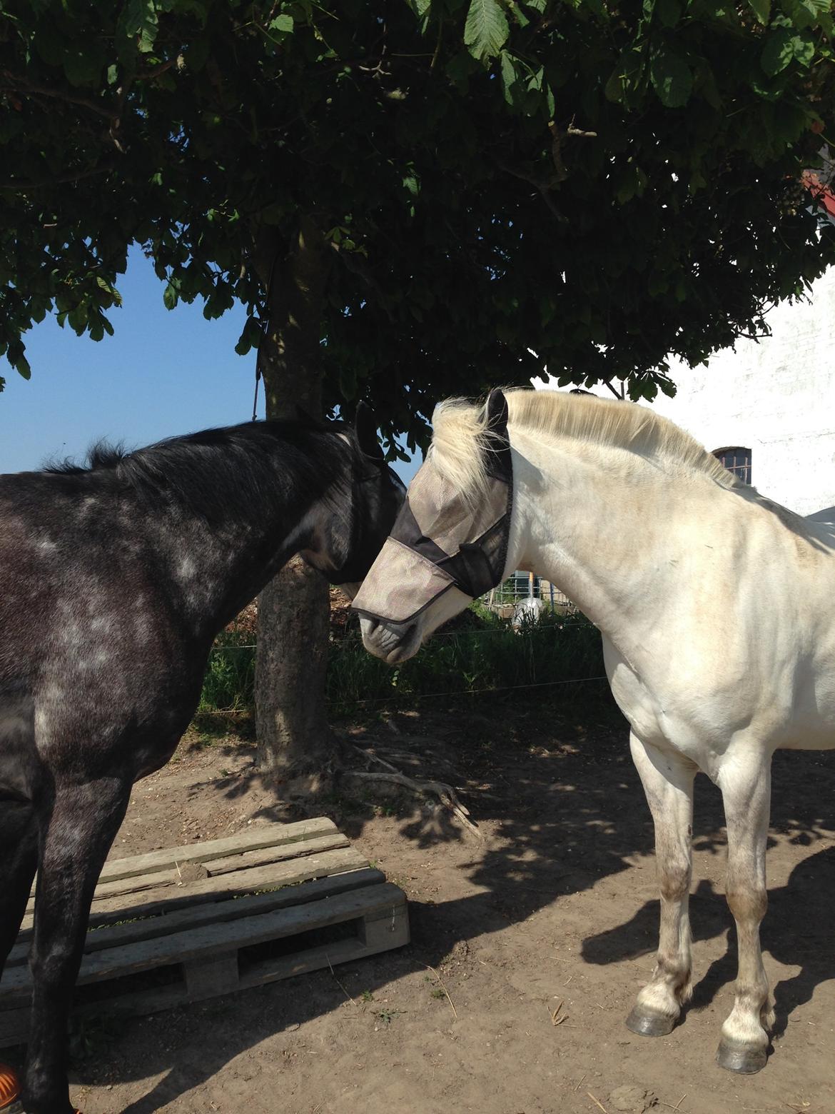 Anden særlig race luatello billede 19