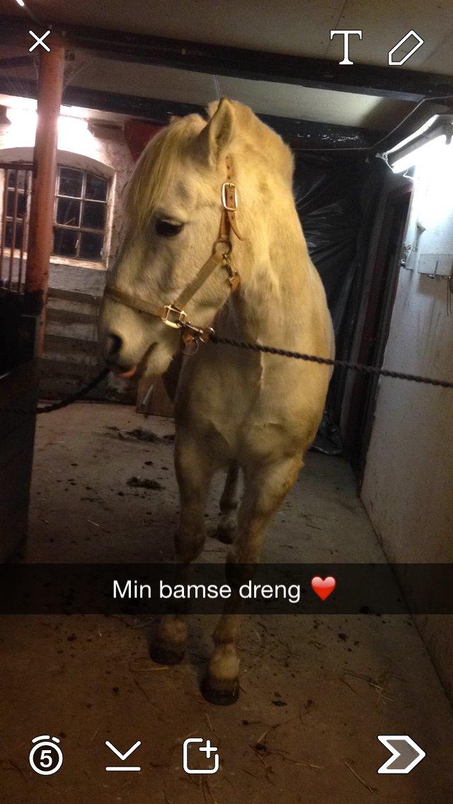 Anden særlig race luatello billede 21