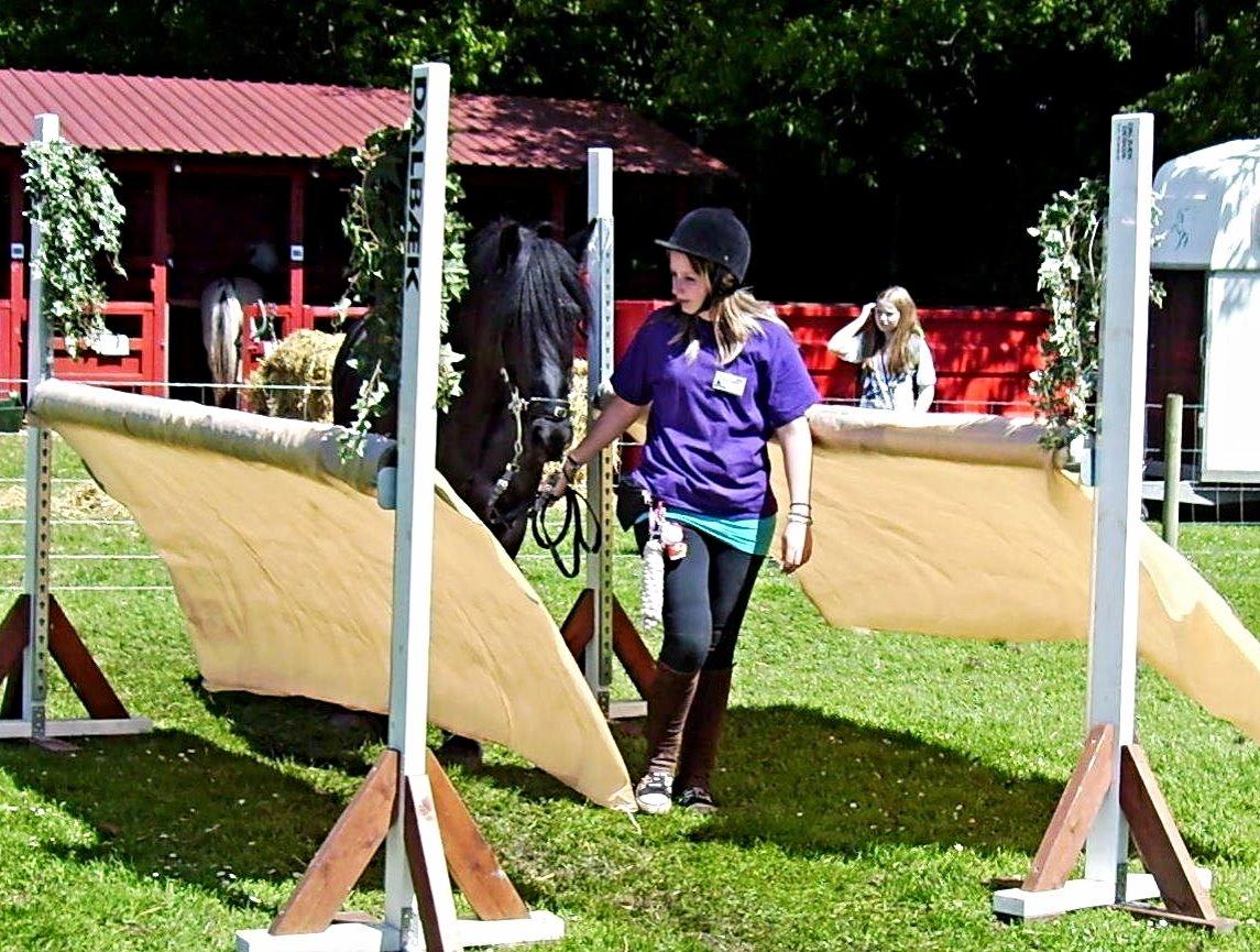 Fell pony Brackenbank Spencer billede 4