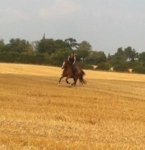 Connemara Amanda billede 5