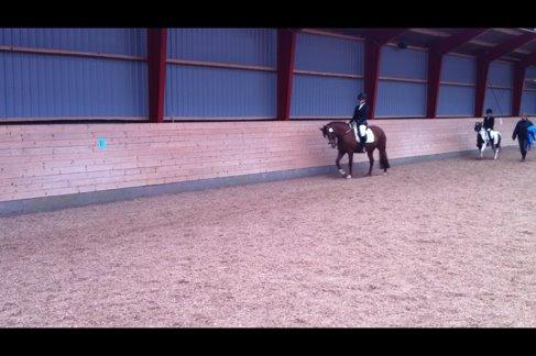 Connemara Amanda billede 6