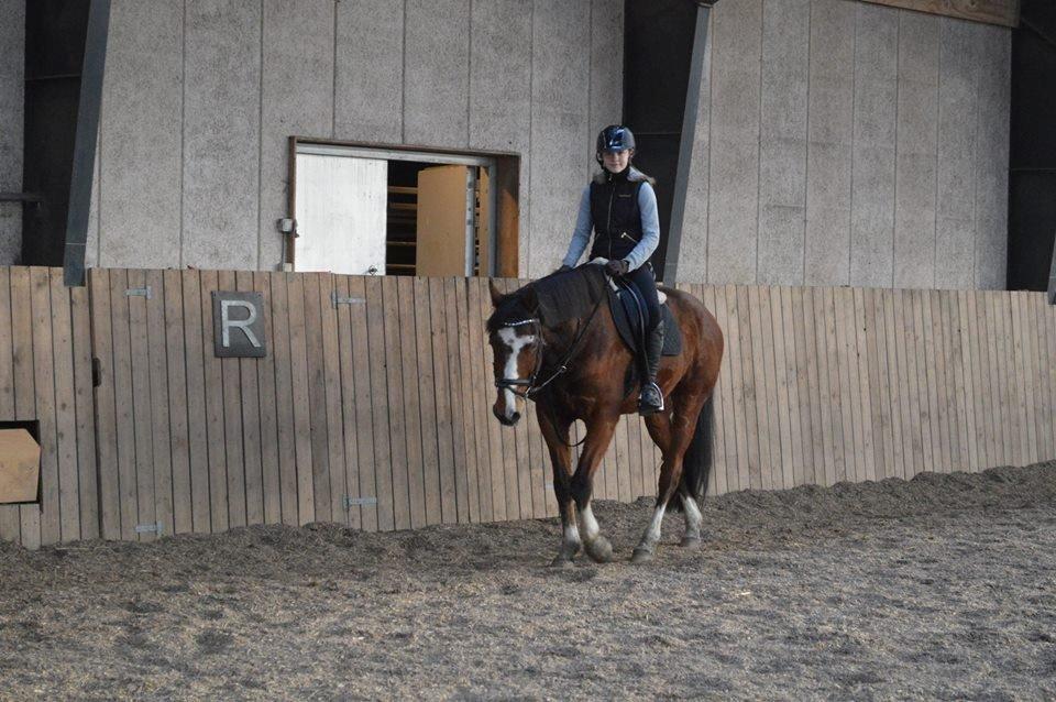 Dansk Varmblod Michigan - Dressur træning D.10.3-15 billede 8