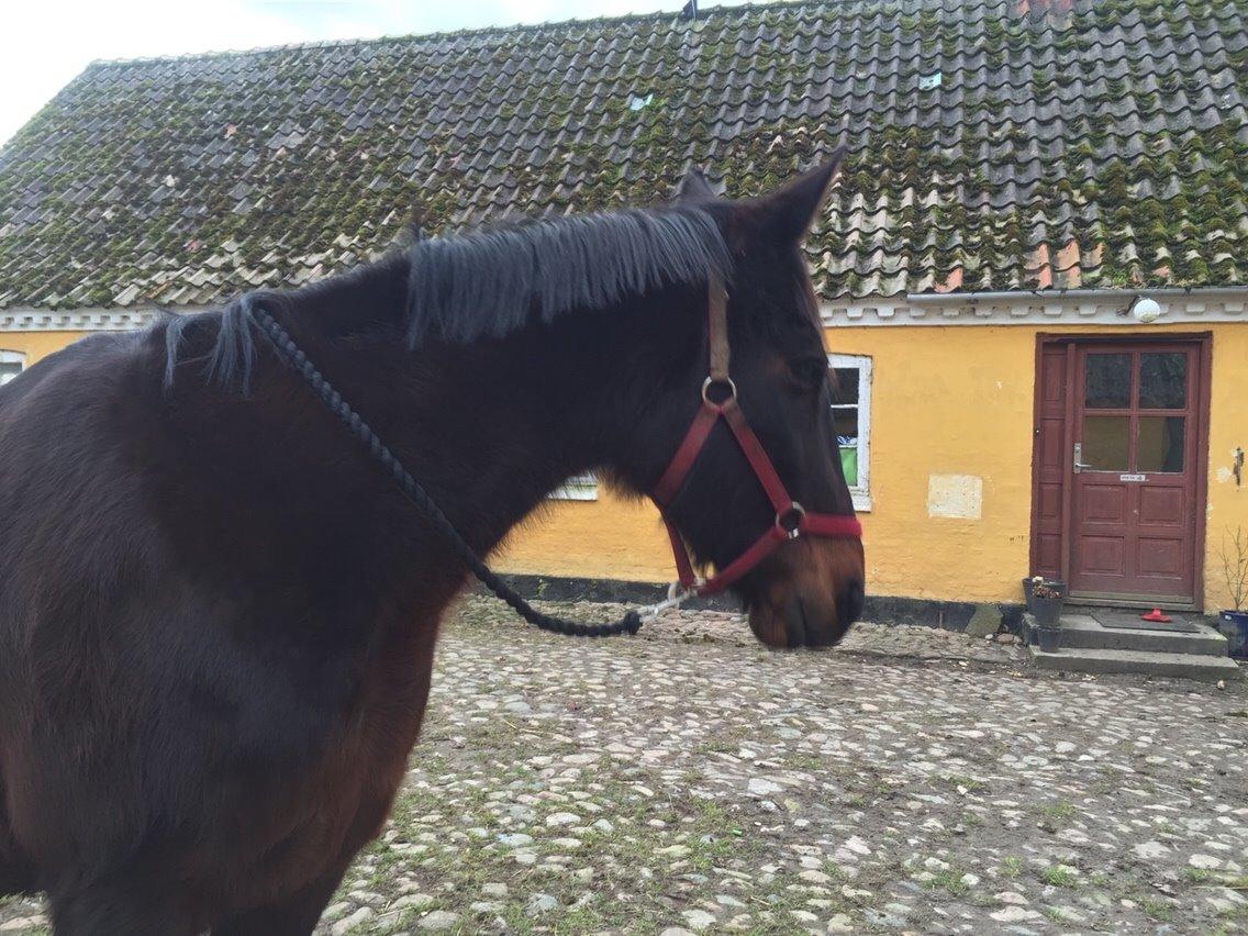 Traver Mybony Hackstable (Mille) solgt <3 billede 16